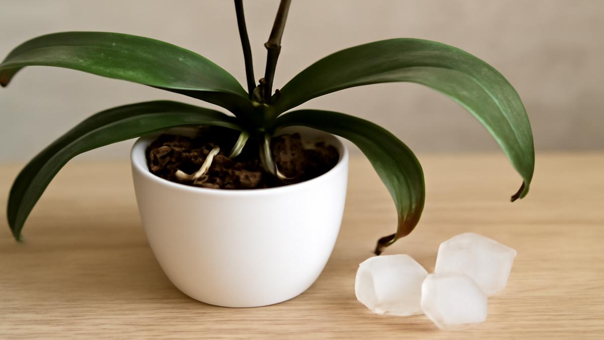 Why your orchids refuse to flower the ice cube mistake killing them